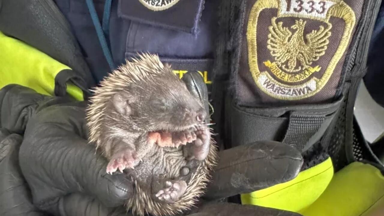 Cztery małe jeże wtulone w siebie na trawniku. Ich matki nigdzie nie było