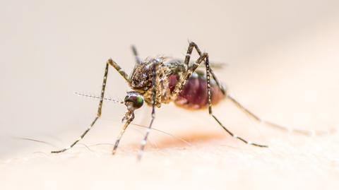 Koronawirus Raport: Czy komary przenoszą wirusa?