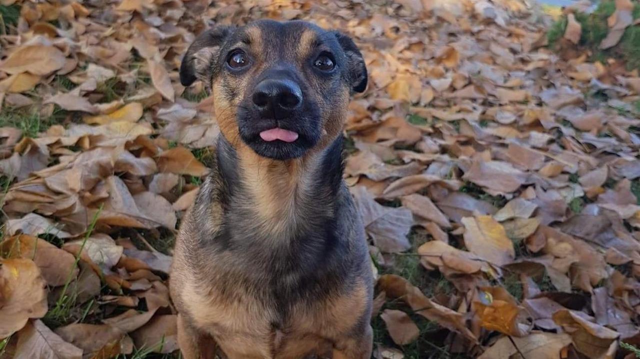 Woltera pogryzł pies w typie amstaffa. Jest postrachem wolskich osiedli