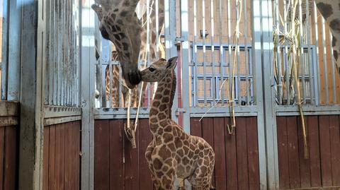 W stołecznym zoo urodziła się kolejna żyrafa