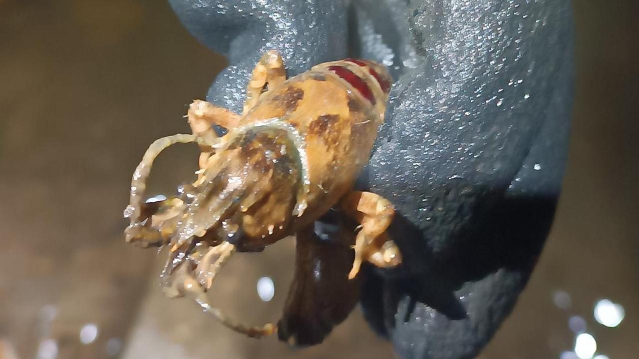 Obcy w warszawskich akwenach. Trwa walka, są powody do optymizmu