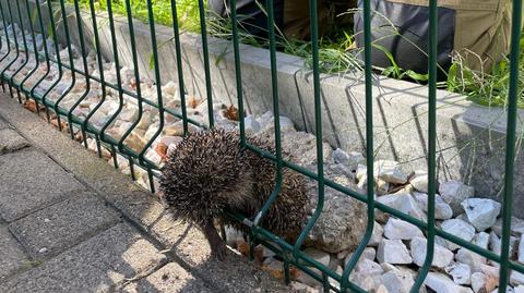 Jeż utknął w ogrodzeniu, pomogli mu strażacy 