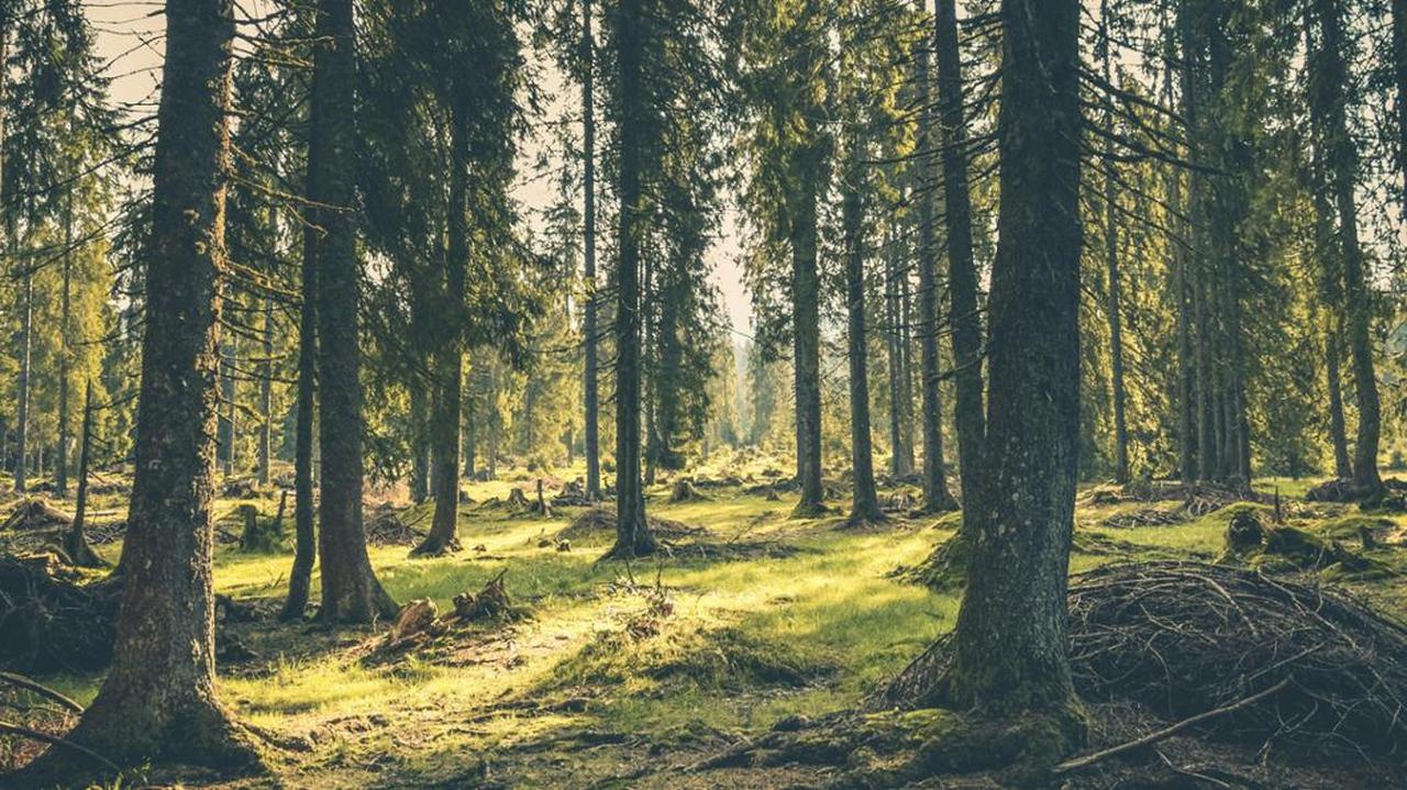 Zakaz wstępu do lasów w dwóch gminach. Rządowy alert