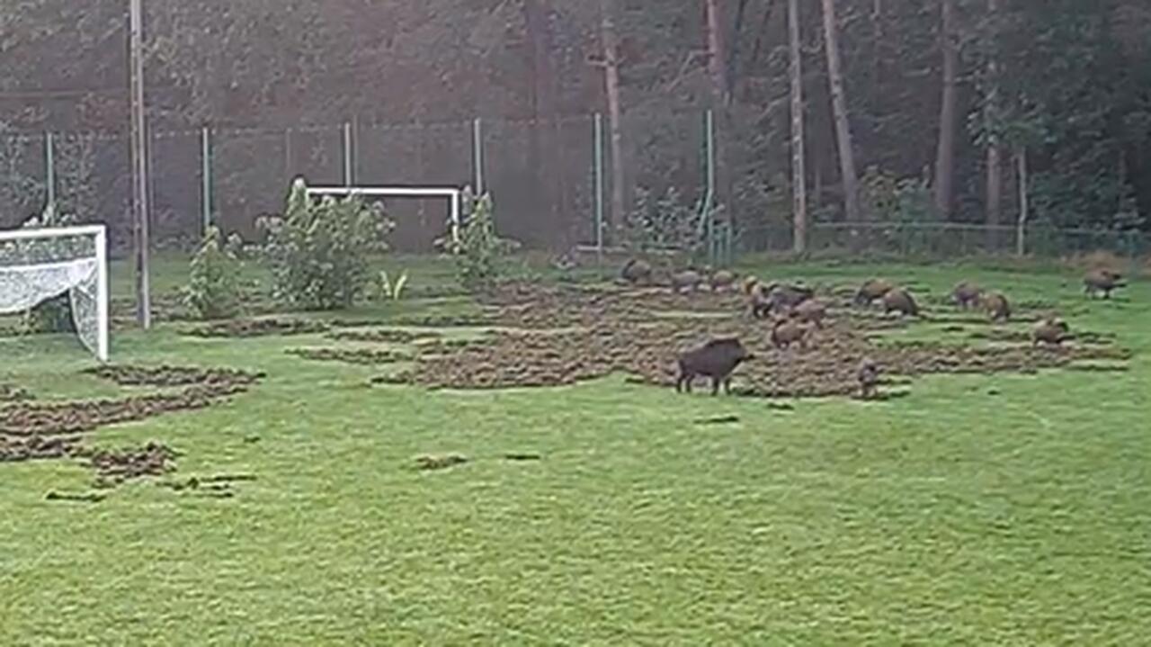 Dziki zryły boisko. 