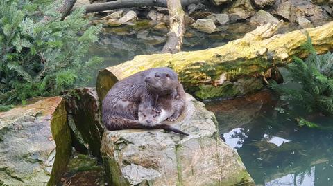 Wydra opuściła warszawskie zoo 