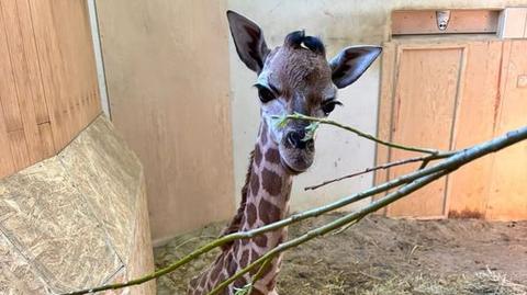 W stołecznym zoo urodziła się kolejna żyrafa