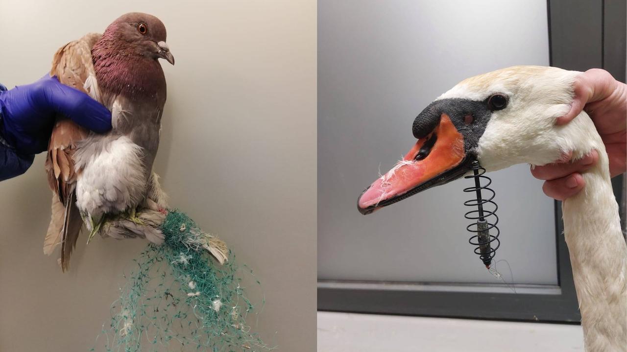 Zwierzęta cierpią przez porzucony sprzęt wędkarski