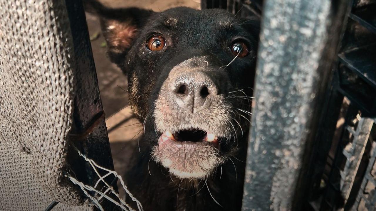 Dramat zwierząt pod Warszawą. "Psy, tak jak ludzie, czasem się zabijają"