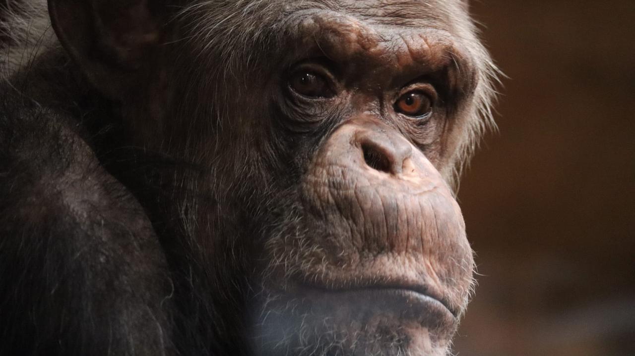 Szymon skończył 40 lat. Huczne urodziny w zoo