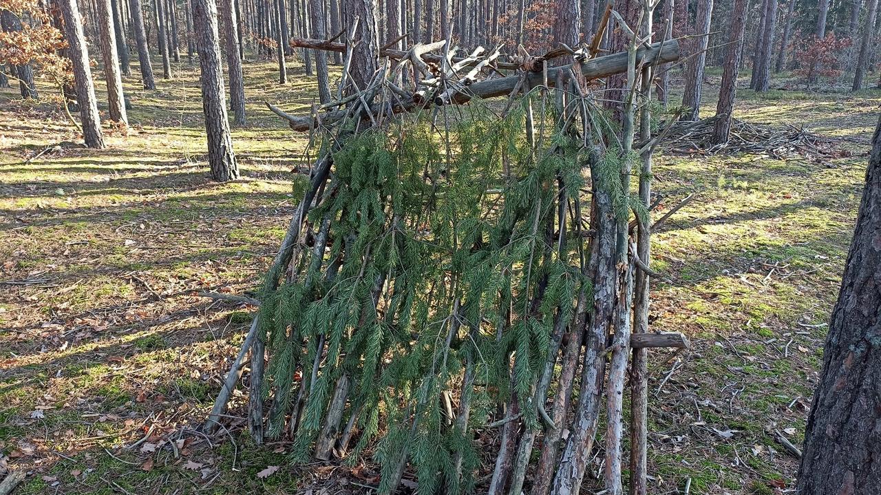 Pościnał wierzchołki młodych sosen na szałas