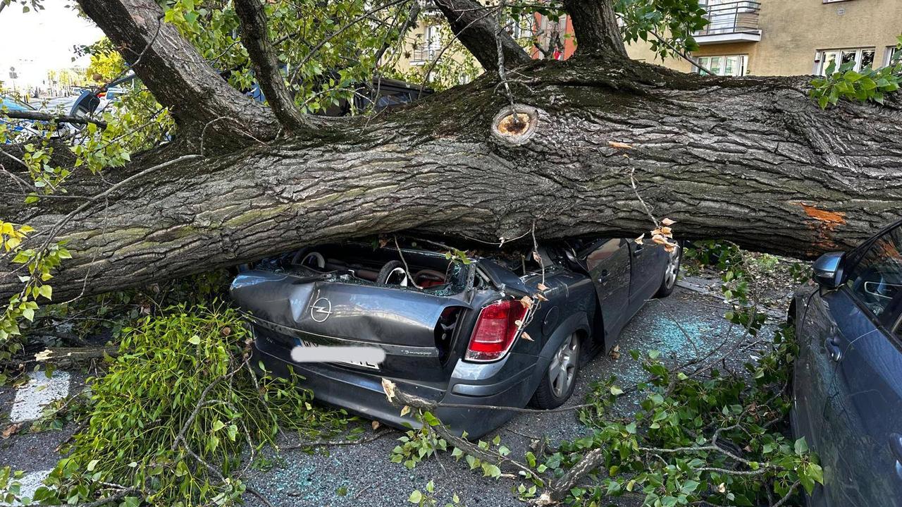 Drzewo runęło na sieć tramwajową i zaparkowane auta