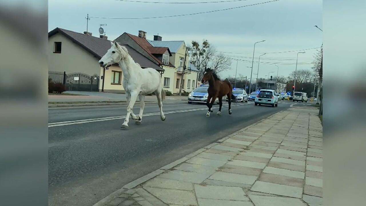 Konie na ulicy, za nimi kawalkada radiowozów