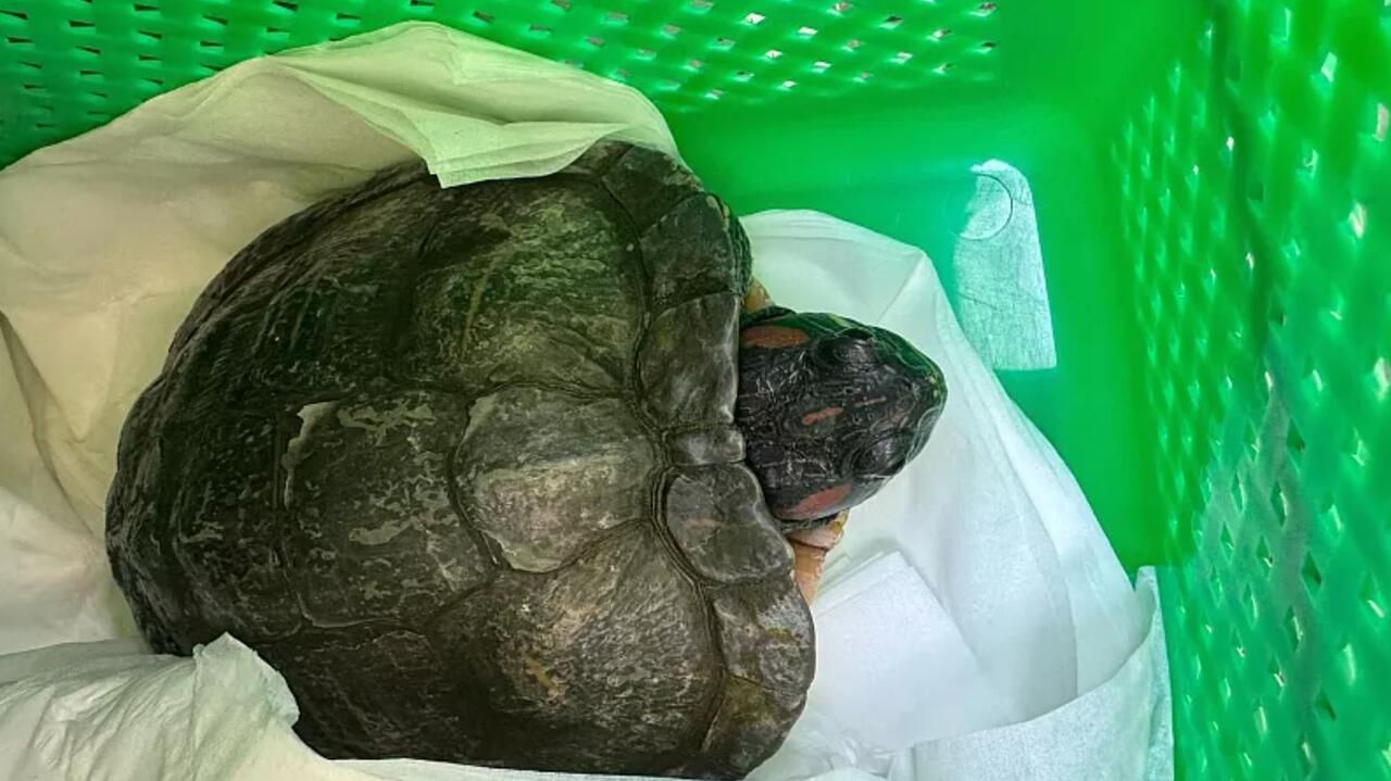 "Zmasowany atak wron na jakieś zwierzę przy brzegu"