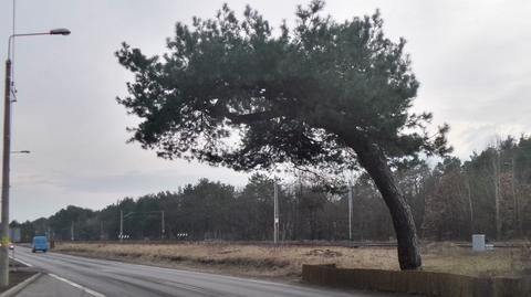 Dąb Fabrykant Europejskim Drzewem Roku 2023