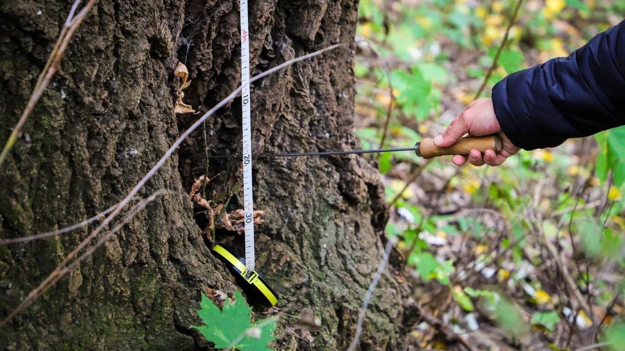Żoliborz ma swojego dendrologa, podjął pierwszą decyzję o wycince