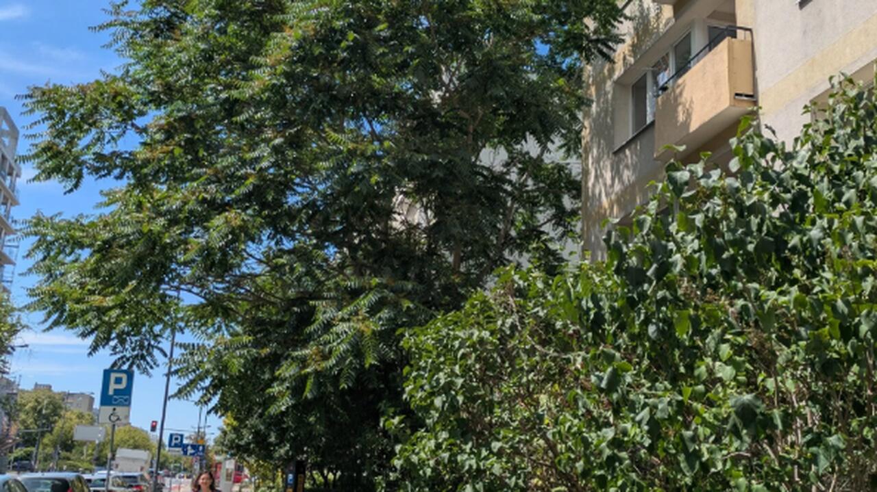 Niszczy kanalizację, fundamenty i chodniki. Miejscy ogrodnicy walczą z inwazyjnym gatunkiem