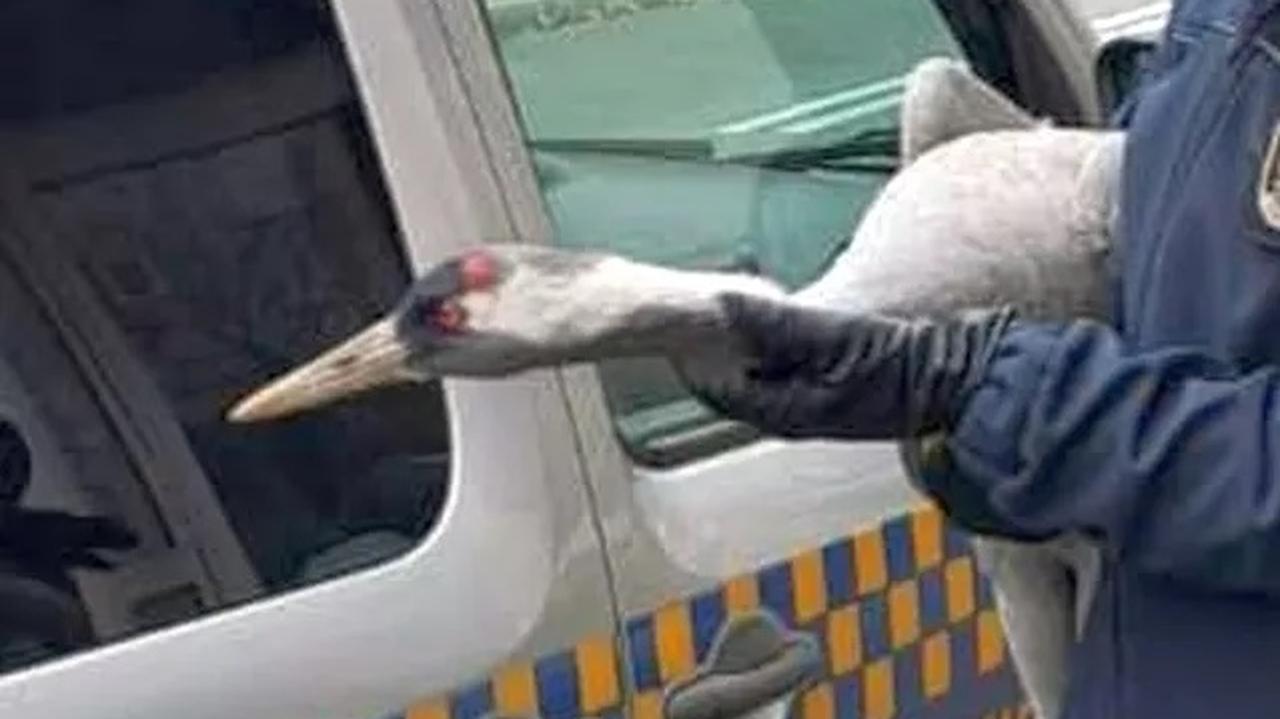 Na podwórku wylądował żuraw. 