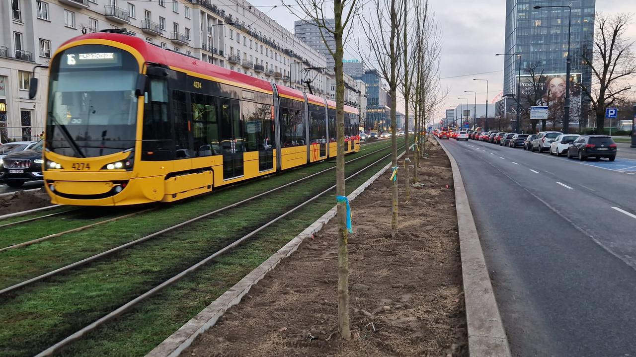 115 nowych drzew. Rozpoczęło się sadzenie na Marszałkowskiej