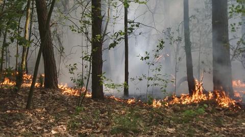 Strażacy gaszą pożar w lesie