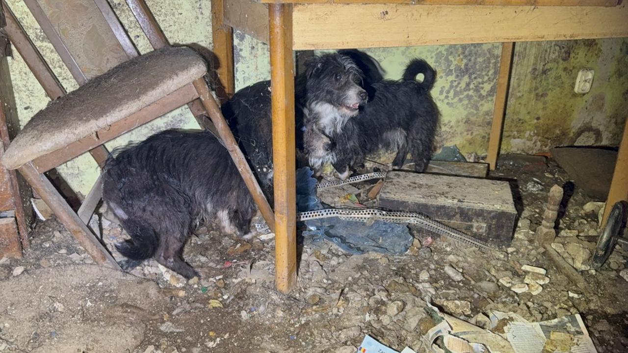 Kilkanaście psów zamkniętych w piwnicy zrujnowanego domu