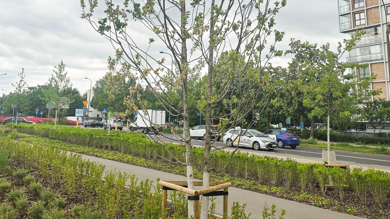 "Atak był silny i zmasowany". Szkodnik zniszczył dęby w parku nad obwodnicą