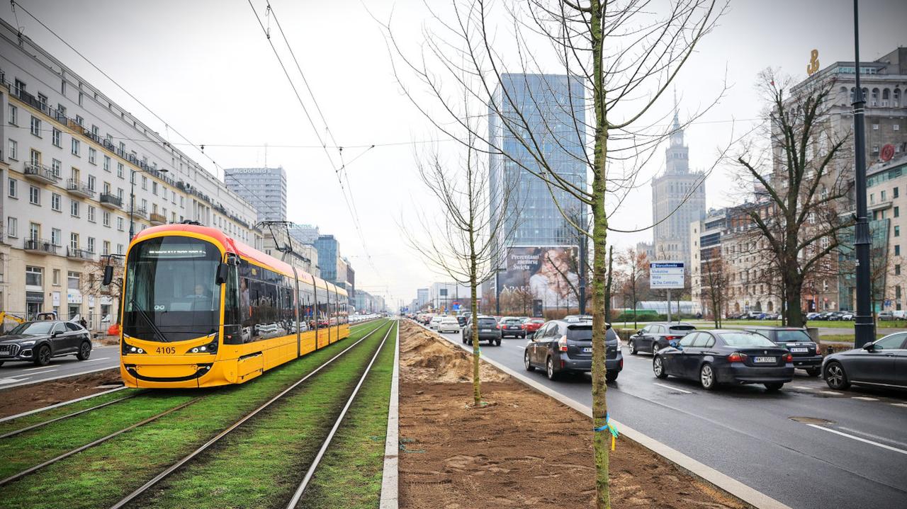 115 nowych drzew. Rozpoczęło się sadzenie na Marszałkowskiej