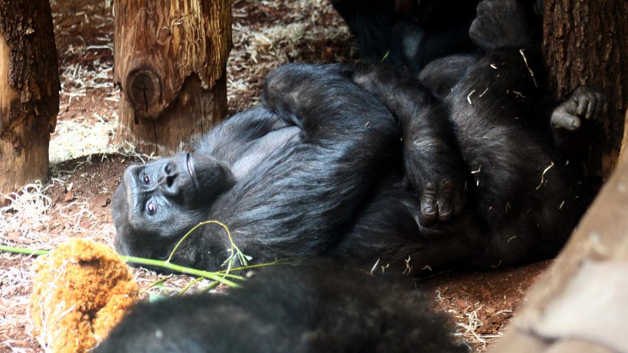 Dwie nowe mieszkanki zoo. "Czekaliśmy z ogromną niecierpliwością"