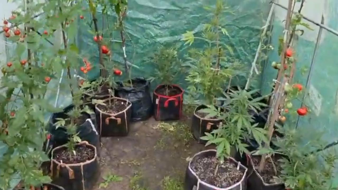 Między pomidorami uprawiał konopie. Z działki trafił wprost na komendę