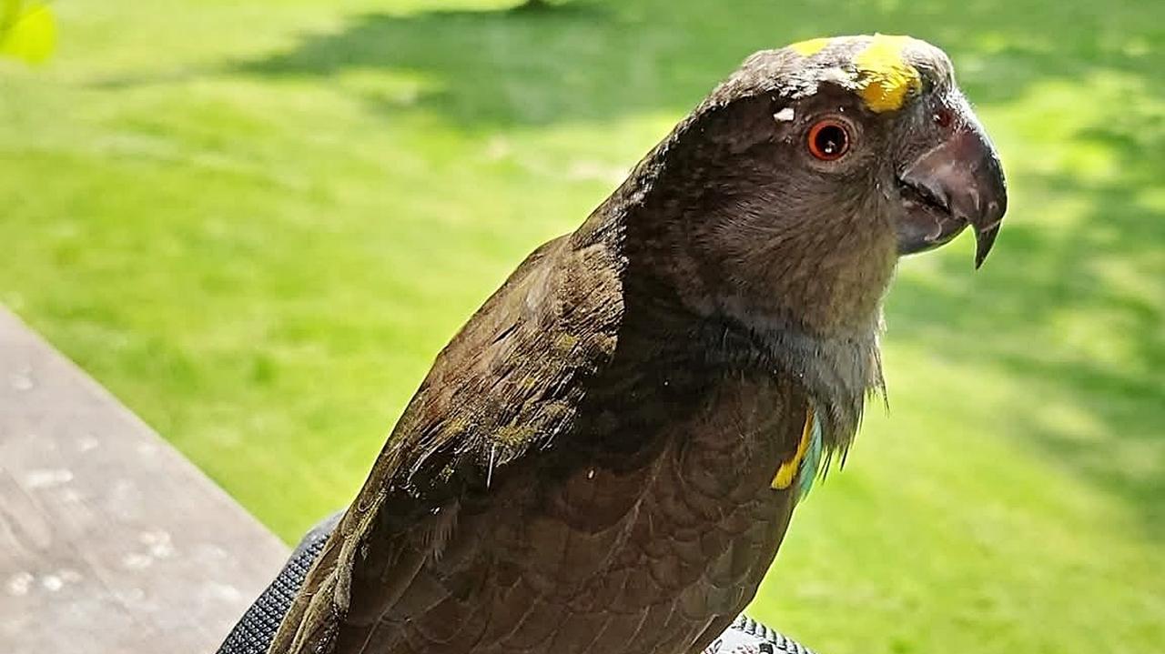 "Pomóżmy wrócić do domu Piotrkowi". Żoliborz szuka papugi