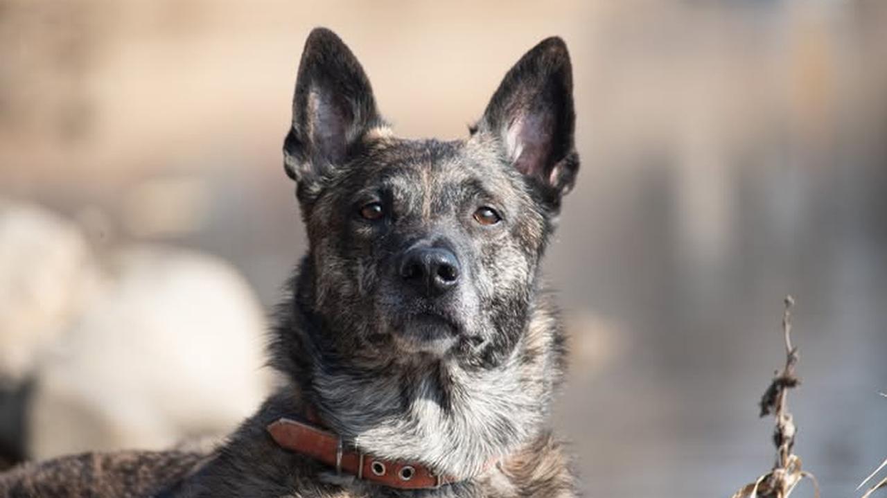 Arrow tropił zaginionych. "Bohater na czterech łapach" przegrał z chorobą