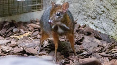 Myszojeleń urodził się w warszawskim zoo
