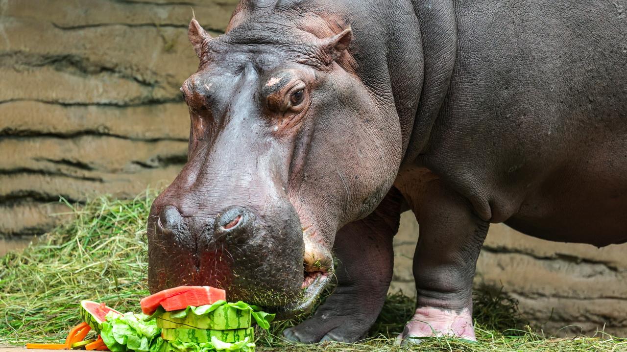 Pelagia skończyła 40 lat. Huczne urodziny w zoo
