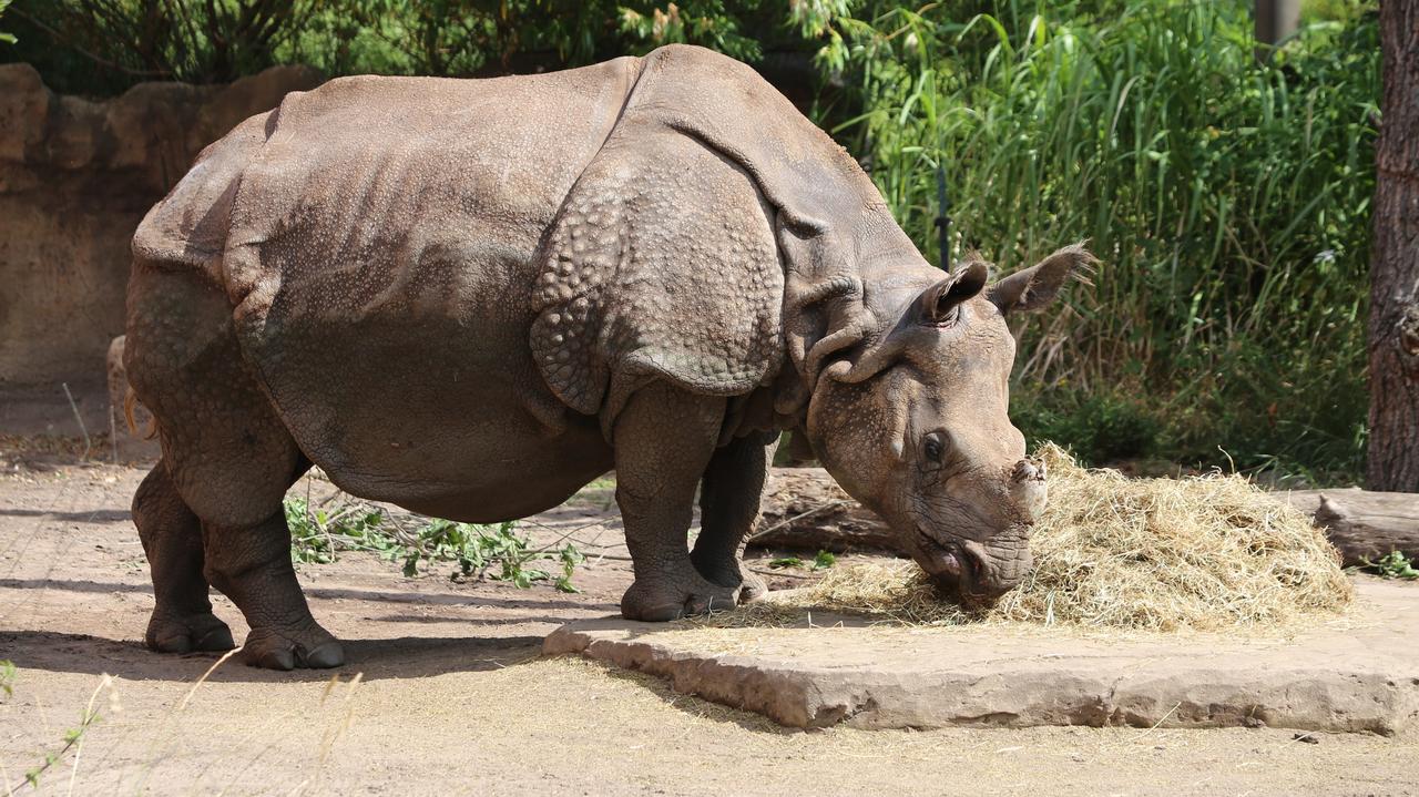 Samica nosorożca przyjechała z Berlina do stołecznego zoo