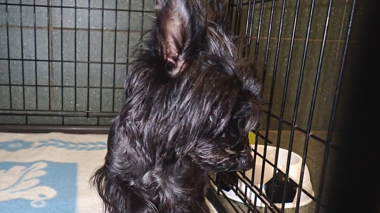 Ten mały piesek biegał w tunelach metra. Czeka na właściciela