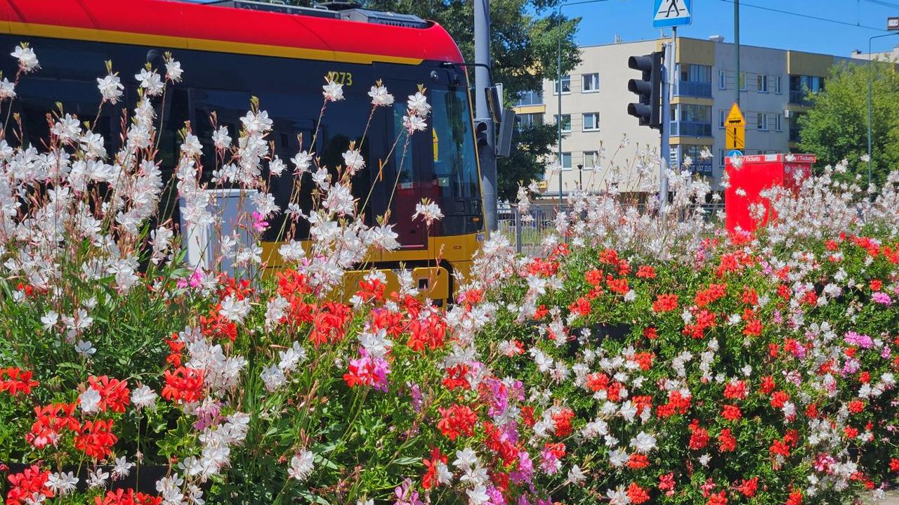 Lato w doniczce. Miasto rozdaje kwiaty z pętli autobusowych i tramwajowych