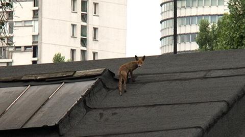 Lis odpoczywał na dach fabryki Norblina