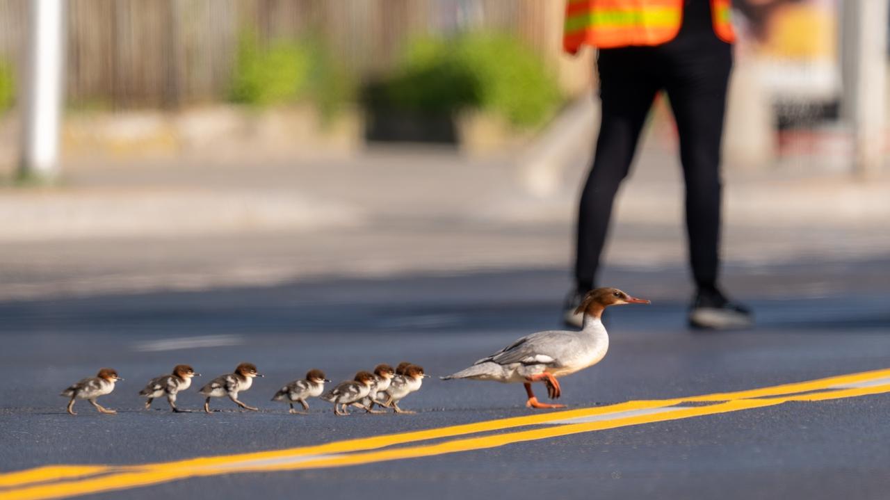 Rekord pobity. 63 pisklęta nurogęsi dotarły nad Wisłę