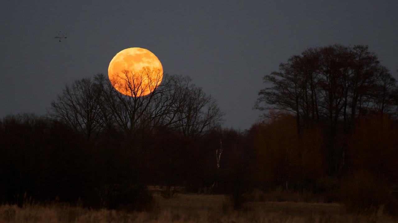 Zaginął w lesie, istotny apel Kampinoskiego Parku Narodowego