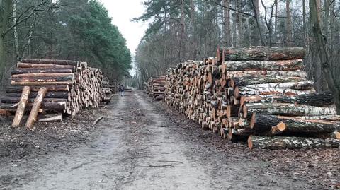 Drzewa wycięte w lesie Bemowskim w związku z budową gazociągu warszawskiego