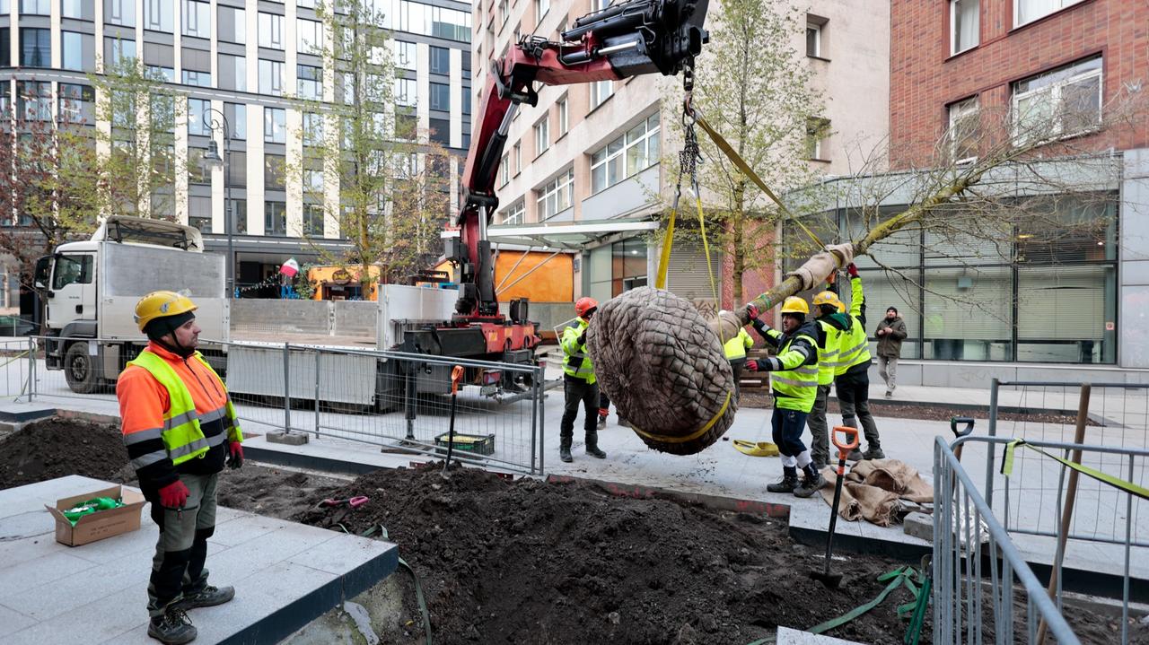 Przyszedł mróz, spadł śnieg, a oni sadzą drzewa. Czy to ma sens?