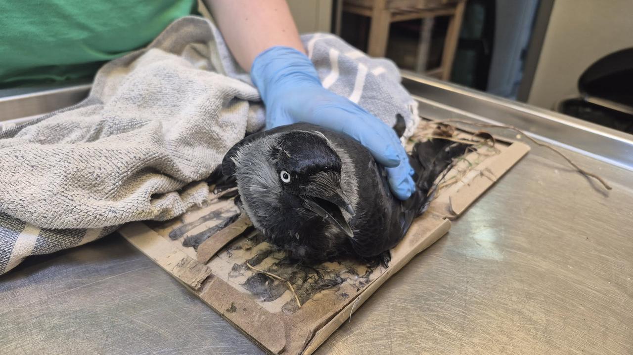 Dla ptaków to śmiertelna pułapka. Pracownicy zoo apelują