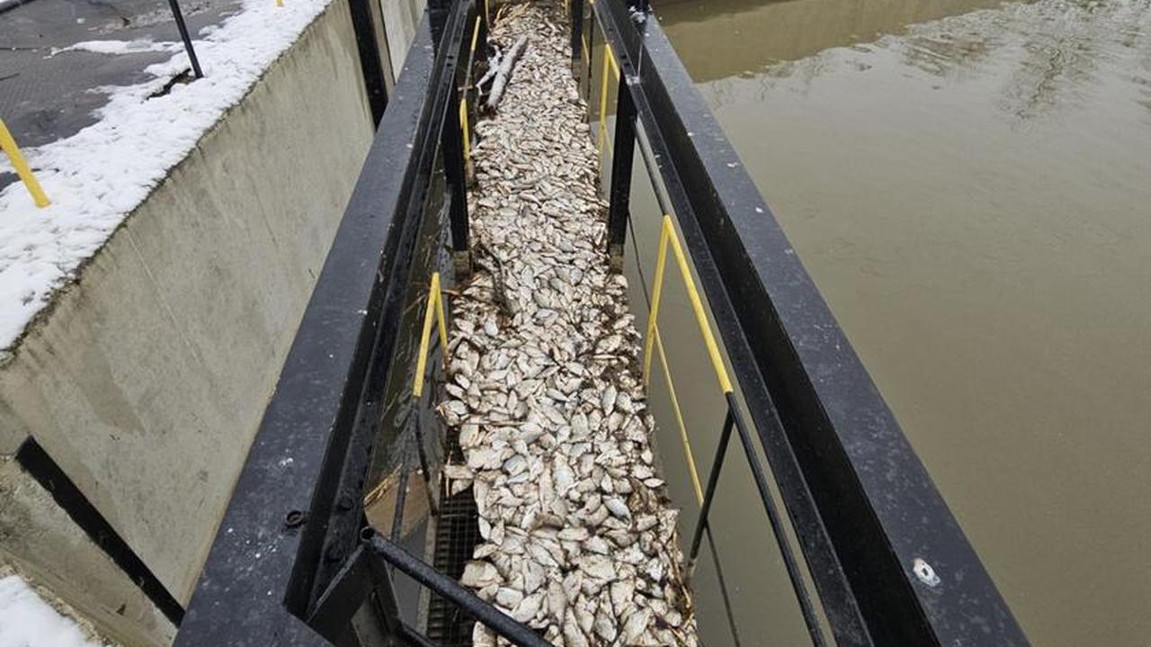 Setki martwych ryb w kanale przy elektrociepłowni. "Nigdy czegoś takiego nie widzieliśmy"