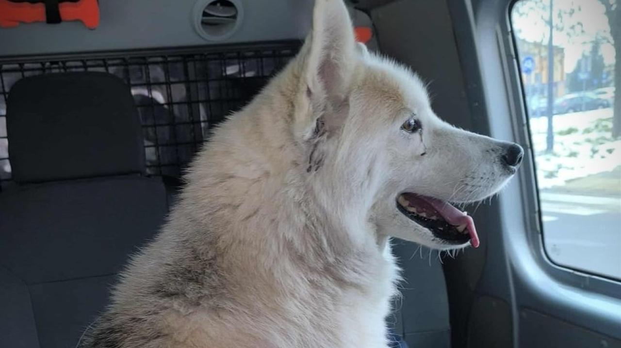 Pies wybrał się w podróż koleją. Do Ciechanowa