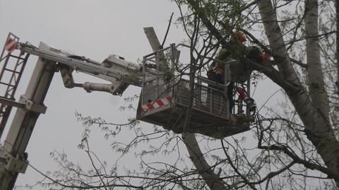 Strażacy ścinają drzewo na Nowiniarskiej