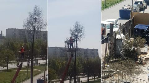 Robotnicy ścieli drzewo z gniazdem zamieszkałym przez ptaki
