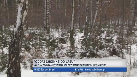 Choinki wróciły po świętach do lasu 