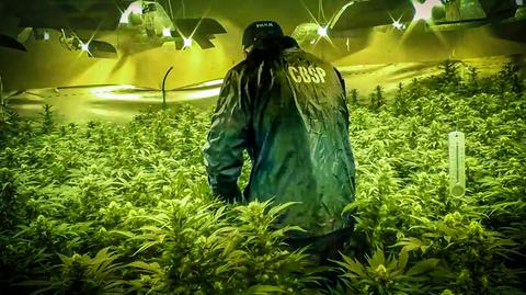 CBŚP zlikwidowało dwie plantacje marihuany