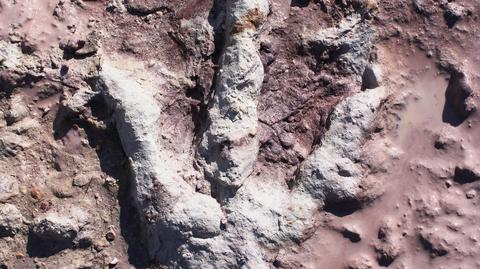 Odkryli ślady dinozaurów na Mazowszu