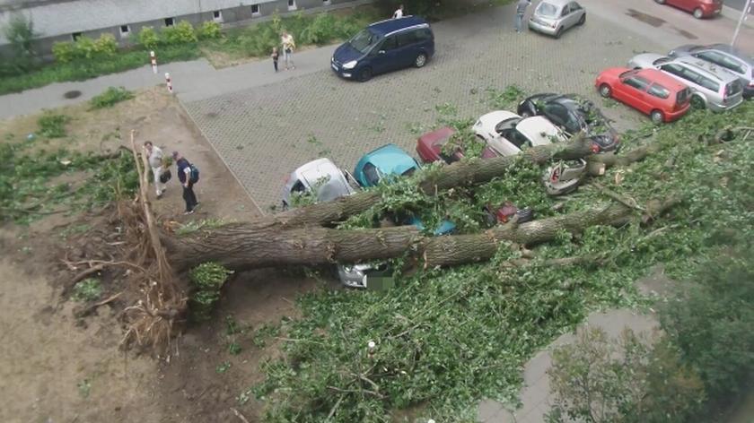 Ogromne drzewo spadło na auta