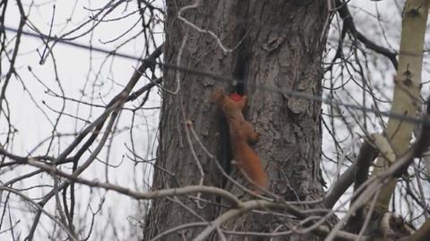 Wiewiórka w Wilanowie